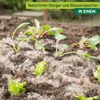 Schafwoll-Noppen als Dünger, 200g Produktbild-Vorschau 1