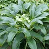 6 x čemeřice korsická - Helleborus argutifolius | Květináč Náhled obrázku produktu 2