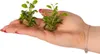 Eco Plant Lobelia Cardinalis 'mini' - In-vitro-Pflanze 2 Produktbild-Vorschau 8