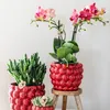 Kolibri Orchids rote Phalaenopsis-Orchidee Kongo + Produktbild-Vorschau 4