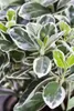 Euonymus fortunei 'Emerald Gaiety', Kriechspindel, Produktbild-Vorschau 10