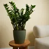 Bloomique - 2er Set - Zamioculcas Zamiifolia - Glücksfeder Produktbild-Vorschau 2