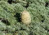 SAFLAX - Libanon - Zeder - 20 Samen - Cedrus libani Produktbild-Vorschau 5