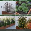 Stauden Gänge 1 x Echinacea purpurea 'PowWow White' - Produktbild-Vorschau 6