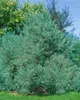Hippophae rhamnoides 'Pollmix', Sanddorn, Bestäuber, 60–100 Produktbild-Vorschau 3