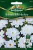 Schmuckkörbchen 'Snow Puff' Quedlinburger Blumensamen Produktbild-Vorschau 1