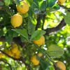 Lemons growing on a tree branch with green leaves. Produktbild-Vorschau