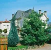 Tränen-Kiefer 70-80 cm, im Topf - Pinus wallichiana, Produktbild-Vorschau 6