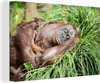 OneMillionCanvasses® - Leinwandbilder - 140x90 cm, Affe - Produktbild-Vorschau 1