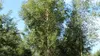 Hänge-Birke ´FASTIGIATA´ 160-170 cm, Cont. 3 l Produktbild-Vorschau 2