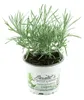Enseleits Currykraut Pflanze, Helichrysum angustifolia Produktbild-Vorschau 1
