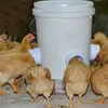 4 pièces distributeur automatique d'aliments pour poulets Voir les images du produit 2