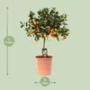 Arancio calamondino Citrus Calamondin Ø22cm, altezza 80cm, Anteprima dell’immagine prodotto 2