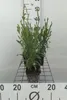 6 x Gaura lindh. 'Whirling Butterflies'( oenothera li - Náhled obrázku produktu 1