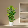 Ficus lyrata - figa skrzypcowa - ro?lina soliterowa - ok. Podgląd zdjęcia produktu 4