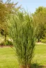 Stauden Gänge 3 x Panicum virgatum 'Northwind' im 1 Liter Produktbild-Vorschau 1