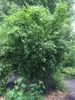 Fargesia nitida Black Pearl 80/100 cm hoch, im 3 Liter-Topf Produktbild-Vorschau 4