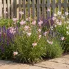 Stauden Gänge 3 x Gaura lindheimeri 'Siskiyou Pink' - Rosa Produktbild-Vorschau 7
