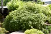 Japanischer Ahorn | Acer Palme. \'Emerald Lace\' - Produktbild-Vorschau 2