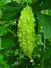 Hořká tykev (Momordica charantia) – 10 semen Náhled obrázku produktu 2