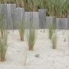 Stauden Gänge 10 x Ammophila arenaria im 1 Liter Topf - Produktbild-Vorschau 6