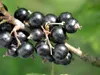 Blackcurrant Titania 2L Produktbild-Vorschau 7