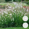 Bloomique - 6er-Set - Gaura Lindheimeri - Prachtkerze - Produktbild-Vorschau 2