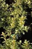 Osmanthus het. 'Goshiki' ('tricolor') - Pachnący kwiat o Podgląd zdjęcia produktu 2