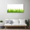 Acrylglasbilder 100x50 Wandbild Druck Gras Natur Produktbild-Vorschau 3