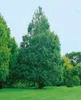 Metasequoia glyptostroboides, Urweltmammutbaum, 60–100 cm Produktbild-Vorschau 10