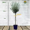 Sunny Tree - Hochstämmiger Olivenbaum 160 Zentimeter hoch - Produktbild-Vorschau 2