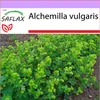 SAFLAX - Płaszcz Damski - 100 Nasiona - Alchemilla vulgaris Podgląd zdjęcia produktu 5