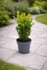Buchsbaum 40 cm Strauch – Buxus sempervirens winterhart – Produktbild-Vorschau 1