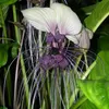 Weiße Fledermausblume (Tacca integrifolia)  - 10 Samen Produktbild-Vorschau 1