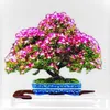 Semena Albizia Julibrissin Rosea - balení 5 ks - Exotická Náhled obrázku produktu 6