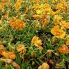 6 x Sonnenröschen  - Helianthemum 'Bronzeteppich'  | Topf Produktbild-Vorschau 2