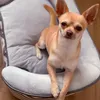 A tan chihuahua dog is lying on a gray and white dog bed. Náhled obrázku produktu