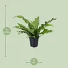 Paproc kangurza Microsorum Diversifolium - roslina Podgląd zdjęcia produktu 2