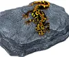 A black and yellow salamander-like creature is resting on a textured gray rock. Anteprima dell’immagine prodotto