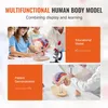 Model lidského mozku - Anatomická studie - 4 části - Náhled obrázku produktu 6
