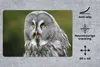 MuchoWow® Schreibtischunterlage Vogel - Eule - Grau 60x40 Produktbild-Vorschau 2
