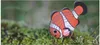 Eugy Clownfish, Animals, 6 lat(a) Podgląd zdjęcia produktu 4