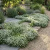 6x Thymus praecox Albiflorus P9 H20 Produktbild-Vorschau 6