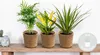 3x Tropische Zimmerpflanzenmischung Inkl. Seagrass Basket Produktbild-Vorschau 2