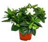 Gardenie - Duftende Blütenpflanze mit creme-weiß farbenen Produktbild-Vorschau 1