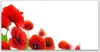Glasbilder 140x70 Wandbild Druck auf Glas Mohnblumen Produktbild-Vorschau 1