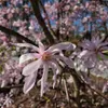 Magnolia Stellata Rosea 2L Podgląd zdjęcia produktu 2