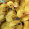 Inkubátor automatický líheň klujnik líheň drůbeže chov 112 Náhled obrázku produktu 14