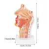 Anatomisches Modell der menschlichen Nase, Mundhöhle und Voir les images du produit 5