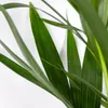 Bloomique - Howea Forsteriana - Kentia Palme - Produktbild-Vorschau 3